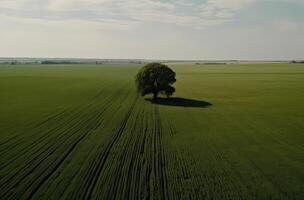 singolo prugna albero nel il mezzo di un' erboso campo. solo albero nel il mezzo di un' verde campo. generativo ai. foto