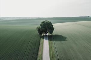 singolo prugna albero nel il mezzo di un' erboso campo. solo albero nel il mezzo di un' verde campo. generativo ai. foto