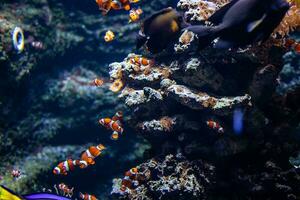 colorato scogliera pesce nel il naturale oceano ambiente a il zoo acquario foto