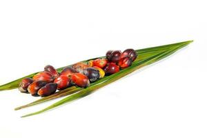 olio palma frutta Prodotto foto