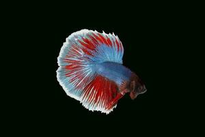 colorato beta combattente pesce foto