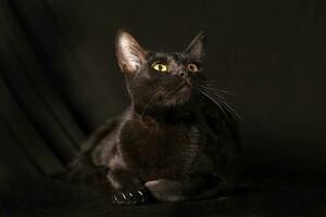 nero gatto raggiante occhio sedersi su nero sfondo foto