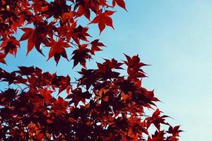 foglie di albero rosso nella stagione primaverile foto