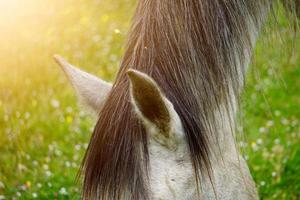 bellissimo ritratto di cavallo bianco al pascolo foto