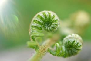 bella foglia di felce verde nella natura nella stagione primaverile foto