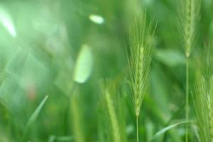 piante verdi nella natura in primavera foto