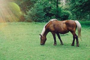 bellissimo ritratto di cavallo marrone nel prato foto