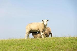mammifero pecore su una diga davanti al cielo blu foto