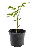 giovane pianta di pomodoro in un vaso di fiori isolato foto