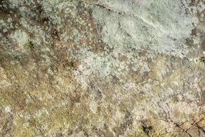 rocce di arenaria con muschi e licheni ricoperti di vegetazione come sfondo