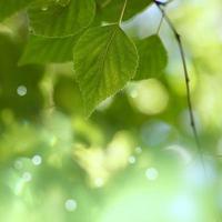 albero verde foglie nella stagione primaverile sfondo verde