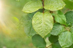 gocce di pioggia sulle foglie della pianta verde nei giorni di pioggia foto