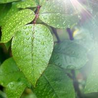gocce di pioggia sulle foglie della pianta verde nei giorni di pioggia foto