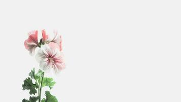 bellissimo fiori composizione di morbido rosa cranesbill isolato su bianca sfondo e spazio per Messaggio. generativo ai. foto