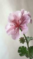 Impressionante Immagine di morbido rosa fiorire cranesbill fiore. generativo ai. foto