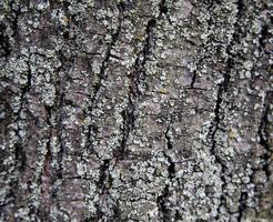 trama di sfondo della corteccia marrone di un albero foto