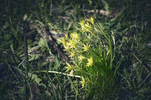 Oca cipolla piccolo giallo fiori nel buio erba prato misterioso sfondo foto