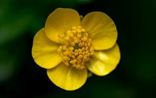 giallo ranuncolo fiore vicino su foto