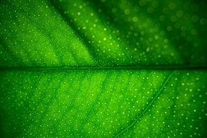 verde foglia macro struttura sfondo foto