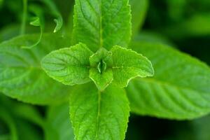 selvaggio menta Mentha arvense vicino su foto