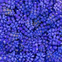 i fiori del giacinto dell'uva blu si trovano in un mucchio su un mucchio foto