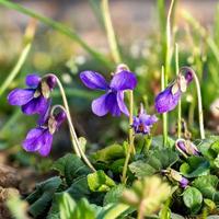 Close up di fioritura violette marzo tra fili d'erba e piccoli fiori