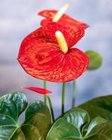 rosso anthurium laceleaf fiore da vicino foto