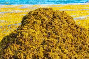 bellissimo caraibico spiaggia totalmente sporco sporco cattiva alga marina problema Messico. foto