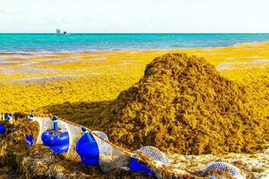 alga marina sargazo netto caraibico spiaggia acqua playa del Carmen Messico. foto