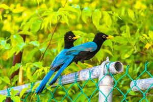 yucatan ghiandaia uccello uccelli nel alberi tropicale giungla natura Messico. foto