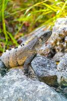 iguana su roccia tropicale giungla playa del Carmen Messico. foto