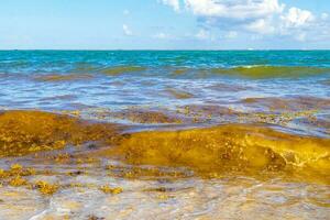 bellissimo caraibico spiaggia totalmente sporco sporco cattiva alga marina problema Messico. foto