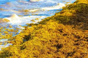 bellissimo caraibico spiaggia totalmente sporco sporco cattiva alga marina problema Messico. foto