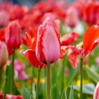 bellissimi tulipani rossi rosa in giardino nella stagione primaverile foto