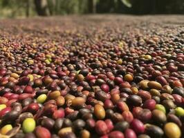 etiope rosso e verde caffè ciliegie dire bugie per asciutto nel il sole. Questo processi è il naturale processi. bona zuria, Etiopia, creare ai foto