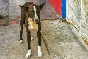 bellissimo amichevole guardare vagante cane animale domestico nel puerto escondido Messico. foto