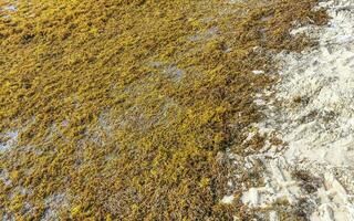 bellissimo caraibico spiaggia totalmente sporco sporco cattiva alga marina problema Messico. foto