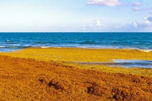 bellissimo caraibico spiaggia totalmente sporco sporco cattiva alga marina problema Messico. foto