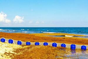 alga marina sargazo netto caraibico spiaggia acqua playa del Carmen Messico. foto