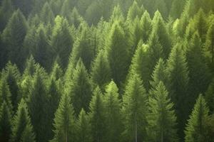 salutare verde alberi nel un' foresta di vecchio abete rosso, abete e pino, creare ai foto