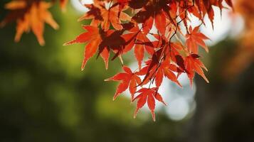 bellissimo autunno paesaggio insieme a. colorato fogliame nel il parco. caduta le foglie naturale sfondo, creare ai foto