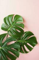 bellissimo tropicale palma Monstera le foglie ramo isolato su luminosa rosa sfondo, superiore Visualizza, piatto posizione, alto sopra estate bellezza vuoto design concetto , creare ai foto