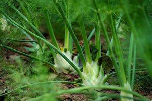 il finocchio verde cresce su un campo in fila con sfondo sfocato foto