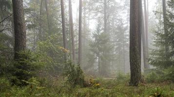 foresta nella nebbia con alberi decidui di pini e terreno di abeti ricoperto di muschio e felci foto