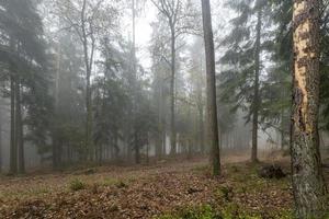 foresta nella nebbia con alberi decidui di pini e terreno di abeti ricoperto di muschio e felci foto