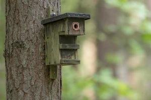 vecchia scatola di nidificazione degli uccelli fatta in casa si blocca su un albero foto