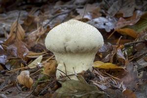 lycoperdon perlatum bianco sul suolo della foresta con fogliame autunnale foto