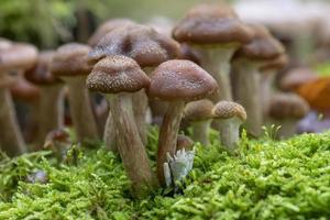 vari funghi velenosi crescono su un vecchio tronco d'albero nel muschio