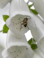 scarabeo di legno marrone si siede su un fiore della digitale bianca