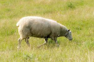 pecore su una diga davanti all'erba verde foto